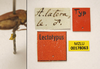 labels (holotype of Acridium laterale). Depicts CollectionObject 1596018; b1e08d2d-e1b5-4699-b31a-f79484d5eceb, MZLU178063, a CollectionObject.