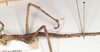 CollectionObject 1558768; 7623db4d-1b11-4835-bb72-88fd2ac14670: copyright UMO. Phasma (Diura) osiris female juv.: legs, lateral view (holotype). (CollectionObject).