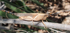 FieldOccurrence 112; 0a5f53a1-afba-44f7-902e-31e2cd13c762; Tanzania
Pipstop S Pare Savanne, 2024/03/19: female. (FieldOccurrence).