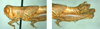 Melanoplus ablutus Scudder, 1899: male. (Otu).