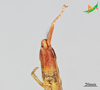 CollectionObject 2273001; 18094257-ca7a-4177-8444-bc9707923d41, Unioeste Cascavel K-1255: Female, frontal view. (CollectionObject).