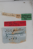 CollectionObject 1505745; 13352ac0-15d3-4253-ae31-0b5dce4c39b9: female, labels (holotype). (CollectionObject).