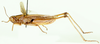 Paraprocticus pendulus (Karsch, 1896): lateral view. (Otu).