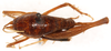 CollectionObject 1499652; 1c9fe8d1-7baa-4799-b7b8-381e32465541: female, dorsal view (allotype). (CollectionObject).