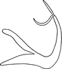 Aedeagus, lateral view on Edwardsiana delongi Christian, 1953: Aedeagus, lateral view. (Observation).