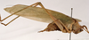 CollectionObject 1534625; a91330ef-00ac-455e-b171-db922775cfa1: male habitus, lateral view (syntype). (CollectionObject).