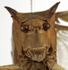 CollectionObject 1529815; 71798075-ce3e-4fd0-a3e5-4a68763bd1b8: male, frontal view (holotype). (CollectionObject).
