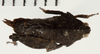 CollectionObject 1529960; NHRS NRM-ORTH 9352, 3d69ebd8-b6ac-4da0-9dd0-f265b1ae80a5: female, dorsal view (holotype). (CollectionObject).