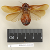 CollectionObject 1572948; 7014fbcc-23e7-451d-8917-ead3ff2bf376: Copyright Natural History Museum, London. Non-type (adult male) in BM(NH). Dorsal view. (CollectionObject).