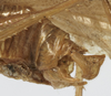 CollectionObject 1539579; 17f7c69e-beb2-4732-9290-02afcd267b23: male cerci (holotype). (CollectionObject).