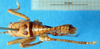 CollectionObject 1502149; 86f71904-2300-40d8-9a46-0ae9ce868b3f: male, dorsal view (syntype of Anthracites kilimandjaricus). (CollectionObject).