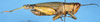 CollectionObject 1576332; c0f60e26-6961-477f-b980-05dfd6fa03be: female, lateral view (paratype). (CollectionObject).