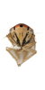 Head on Brazosa encrustada Pinedo-Escatel & Dietrich, 2020: face, male. (Observation).