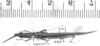 CollectionObject 1524423; 7cc3fd0b-2f4b-4df8-9972-19ca4c681a8c: male, dorsal view (lectotype of Leptysmina tenuipennis). (CollectionObject).