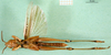 CollectionObject 1568781; bd7c19f3-e5be-4c4e-9c68-6afc09ce197e: male, ventral view (paralectotype of Tristria musanae). (CollectionObject).
