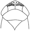 Head: !! display not done !! on Graminella balli (Van Duzee, 1916): Deltocephalus balli, head, dorsally. (Observation).
