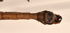 CollectionObject 1560999; 524f3dff-de75-4d3e-940d-8a4ce011418b: copyright OUMNH. male: end of abdomen, ventral view of Lonchodes forcipatus (syntype). (CollectionObject).