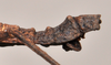 CollectionObject 1598210; 88413392-e6fa-4453-b088-89b2a99cef5a, QM T258501: copyright QM. male: end of abdomen, lateral view (paratype). (CollectionObject).