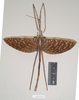 CollectionObject 1557439; NHMUK(SF IMPORT DUPLICATE) 844933, 69b7b286-4b53-43eb-bb86-58d460924cf1: copyright Natural History Museum, London. male (holotype). (CollectionObject).