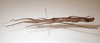 Isagoras asperus (Bellanger & Conle, 2013): copyright MNHN, Paris. female, dorsal view (paratype). (Otu).