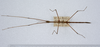 CollectionObject 1562555; f0d14a09-30ea-47a6-849f-8b2a60593620: copyright ZMUH, Hamburg. male, dorsal view (syntype). (CollectionObject).