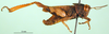 Eucoptacra minima Ramme, 1941: male, lateral view (holotype). (Otu).