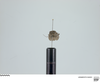 CollectionObject 2738259; 9ba33abc-0883-498a-bffd-d280b31fb427, USNMENT01345251: (CollectionObject).