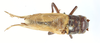 CollectionObject 1539883; 954912b9-82cf-4150-aec2-587c72ee4c2c: male, dorsal view (syntype). (CollectionObject).