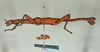 CollectionObject 1558650; 9797be6e-464a-49d2-a7db-81dc0838e1b4: copyright USNM, Washington. (CollectionObject).