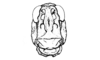 Neuquenina fictor (Rehn, 1943): Fig. 34. female head, frontal view. (Otu).
