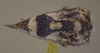 Habitus, dorsal view on Cyrtolobus parvulus Woodruff, 1924: (Observation).