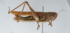 CollectionObject 2856582; 5f7bd6fe-69fd-49a7-83f5-ad0c74106f0a, CNCI 981420: Schistocerca alutacea. Lateral view. (CollectionObject).