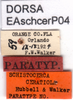 CollectionObject 1537635; 3bd040f5-db7f-4e13-b6ad-9cd8723017d7: labels (paratype). (CollectionObject).