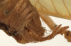 CollectionObject 1534522; d07314cf-cf4a-41f0-85b3-fbdc7e764b3a: male cerci (syntype). (CollectionObject).