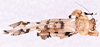 CollectionObject 1544708; UDBC<IH> MUD 046 ORT', a58f16bb-e293-475d-80e0-dff33458a730: female, body dorsal view (paratype). (CollectionObject).