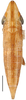 Habitus, dorsal view: Drakensbergena deorsuspina, dorsally (INHS). (Observation).