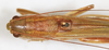 CollectionObject 1595707; NMW 21359, 9f612ece-f658-4b01-9b1a-975341986381: male, dorsal view (Conocephalus laticeps). (CollectionObject).