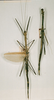 CollectionObject 1561991; 1bc3e9b5-69b0-4a6a-9796-848ee76d6691: copyright NHRS, Stockholm. female (syntypes). (CollectionObject).