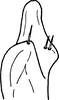 Stylus: Stylus, ventral view. (Observation).