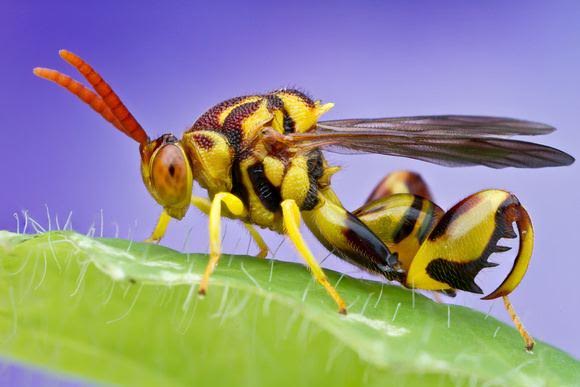 Image for Family- Chalcididae