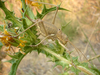 CollectionObject 1574117; ae80feeb-b1a3-49d3-bd37-a9e3d1532d63: female (Albania, Kodra e Portës). (CollectionObject).