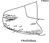 Other: !! display not done !! on Prairiana fraterna (Spångberg, 1878): (Observation).
