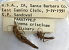 CollectionObject 1562877; 89675087-fdf2-4d34-b699-60d4d84a0e20: copyright LEMQ, Lyman. male and female, type data (paratype). (CollectionObject).;CollectionObject 1562878; 7513ee00-c3f1-45f1-ae1a-120ce0ab893d: copyright LEMQ, Lyman. male and female, type data (paratype). (CollectionObject).