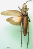 CollectionObject 1501047; 1deffdeb-bbfa-4696-80db-1c66dcf36ca3: female, dorsal view (holotype of Dictyophorus angustatus). (CollectionObject).