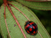 Prosoplecta (Prosoplecta) coelophoroides Shelford, 1912: (Otu).