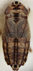 Habitus, dorsal view: !! display not done !! on Doratura stylata (Boheman, 1847): from Mongolia, Baga Tenger; male. (Observation).