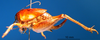 CollectionObject 1530688; 421f35a5-8f55-45f6-b0fc-4931477e9724: female, lateral view (syntype). (CollectionObject).
