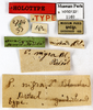 CollectionObject 1587221; MNHN(SF IMPORT DUPLICATE) MNHN-EP-EP1160, 5245fef0-a546-4fca-86cd-c8257cc013e4: CC BY-NC-ND 4.0/MNHN - Depraetere Marion - 2014. Holotype, male, of nigra Blanchard, 1837. Specimen number: MNHN-EP-EP1160. http://coldb.mnhn.fr/catalognumber/mnhn/ep/ep1160. (CollectionObject).