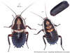 Eurycotis opaca (Brunner von Wattenwyl, 1865): Copyright Josef Dvorák. Eurycotis opaca. (Otu).