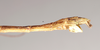 CollectionObject 1557515; 9dad141f-cbd9-4264-bbec-c99cd2c03221: copyright Natural History Museum, London. female: end of abdomen, lateral view (syntype). (CollectionObject).